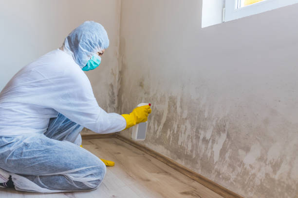 Black mold inspection in Narberth