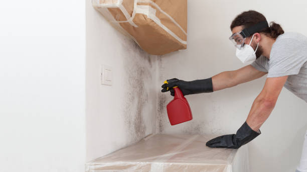 Basement Mold Remediation treatment on basement walls in Narberth